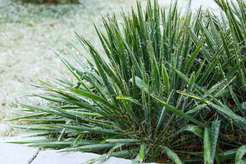 Naklejka na ściany i meble Tropical plant covered with ice in park