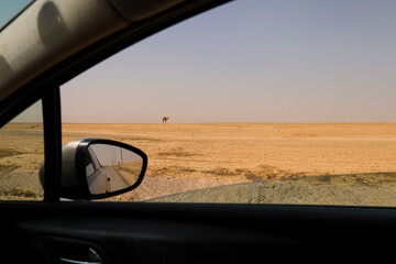 Beautiful desert with camel, view from car window