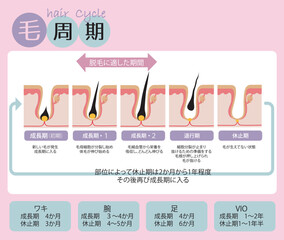 毛の生え変わり周期がわかりやすい毛根の断面イラストと説明