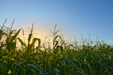 morning sunrise over the corn field