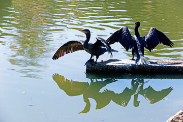 Brazilian cormorant hunting by the lakeside on countryside of Brazil
