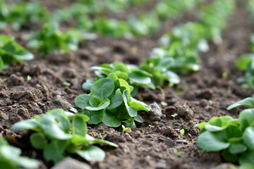 Growing salad in soil