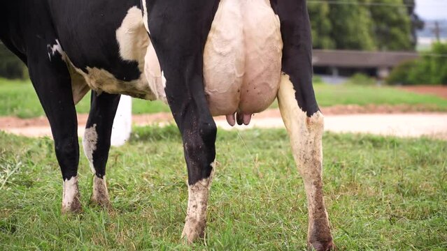 Dutch cow udder spilling milk