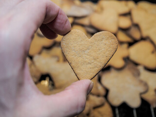 Gingerbread, heart shaped cookie, held between fingers, over fresh made cookies