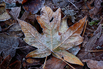 Frosty and Colourful Maple Leaf