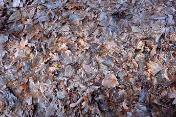 Full frame Frosty Leaves