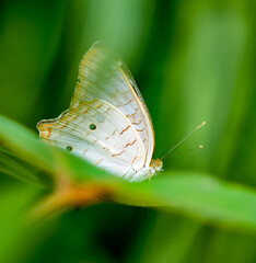 butterfly on leaf