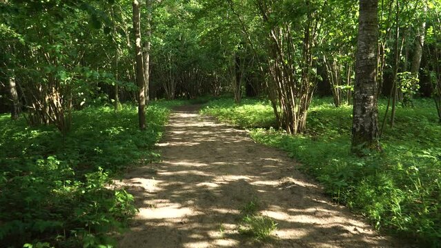 The motion along a lonely sunlit path in a shady forest of mixed trees with hazel groves. Summer nature landscape in the wooded environment where nobody is there. 