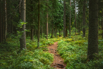 beautiful forest scenery with pine trees and green moss - obrazy, fototapety, plakaty