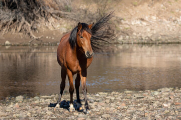 Bright orange bay mare wild horse with tail flying in the wind next to the Salt River outside...