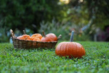 Whole ripe pumpkins on green grass outdoors, space for text