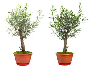 Beautiful potted olive trees on white background, collage