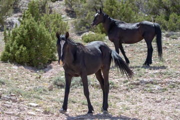 Two black wild horses on alpine desert hillside on Pryor Mountain in the western United States