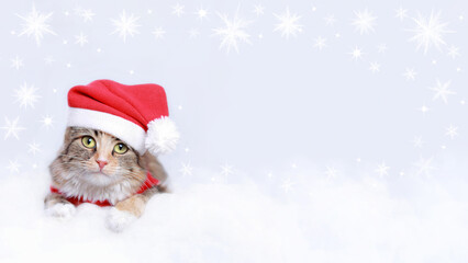 Christmas Cat card. Kitten Santa Claus on the white background.  Merry Christmas. Place for text. Greeting cards. Sparkling lights or stars. Happy New Year. Cat in a Santa Claus hat on white clouds 