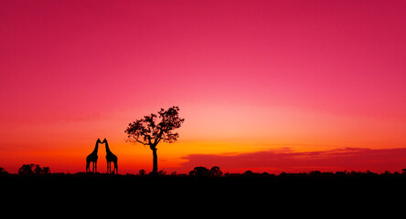 Amazing.Evening sky of africa and orange sunset with silhouettes of acacia trees and sun setting on...