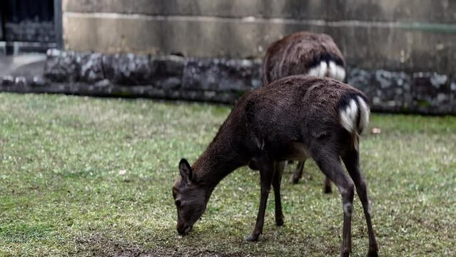 Sika Deer Rub Itself, Nara Park, Japan