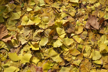 yellow ginkgo leaves on the ground in the park in sunny afternoon