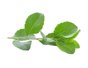 Indian Marsh Fleabane (Pluchea indica) Plants with medicinal properties.transparent png