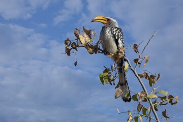Southern Yellow-billed Hornbill, Tockus leucomelas, bird with big bill in the nature habitat, Damaraland, Mount Erongo, Namibia