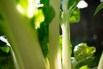 Obraz premium chard stalks 