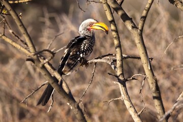 Southern Yellow-billed Hornbill, Tockus leucomelas, bird with big bill in the nature habitat, Damaraland, Mount Erongo, Namibia