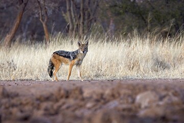 Naklejka na ściany i meble Black backed jackal (Canis mesomelas) near to waterhole, Etosha national park, Namibia, Africa