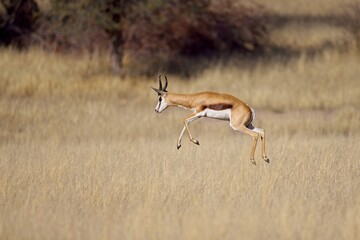  Jumping springbok antelope (Antidorcas marsupialis at sunrise in the Etosha national Park in Namibia