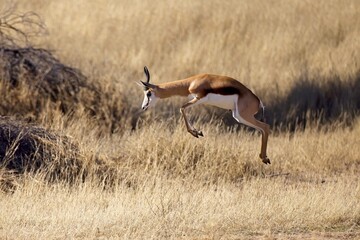  Jumping springbok antelope (Antidorcas marsupialis at sunrise in the Etosha national Park in Namibia