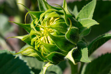 green sunflower
