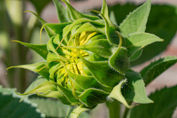 green sunflower
