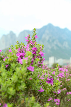 Bushes of beautiful violet leucophyllum frutescens flowers outdoors