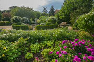 Obraz premium dahlia flowers in a beautiful park.Public park with a beautiful view.Dahlia flowers in a sunny park.Flower park and windmill.