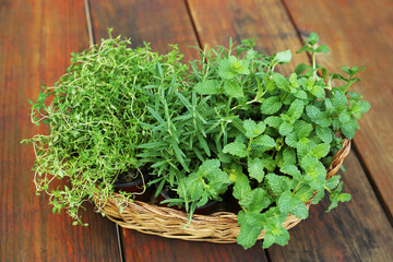 Wicker basket with fresh mint, thyme and rosemary on wooden table outdoors. Aromatic herbs