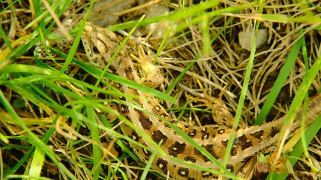 Lizard close-up . Lacertilia. Reptile animal of the squamous order in green grass. 4k footage