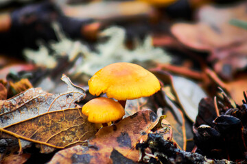 yellow mushroom in ground of forest, mexiquillo durango 