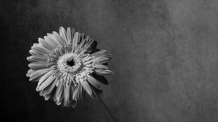 An abstract image of a gerbera flower with copy space in black and white