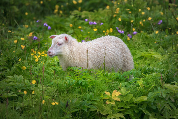 Cute lamb/sheep grazing in wild field with flowers in Iceland