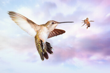 Hummingbird in flight against sky, face to face with a flying honey bee