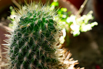 cactus close up