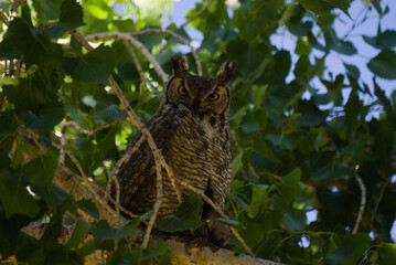 Great Horned Owl

With its long, earlike tufts, intimidating yellow-eyed stare, and deep hooting voice