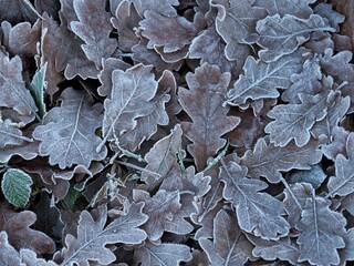 Frosted Oak Leaves in Winter 
