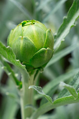 close up of a artichoke