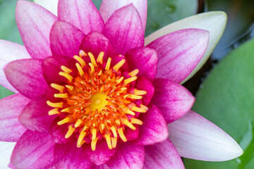 pink lotus flower