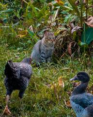 Domestic animals gathered and free in nature.