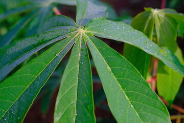 Abstract Defocused Blurred Background The surface of cassava leaves exposed to dew drops in the Cikancung area - Indonesia. Not Focus