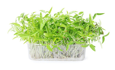 Mung bean sprouts in plastic container on white background