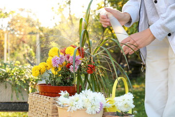 Woman spraying many different potted flowers with water in garden, closeup