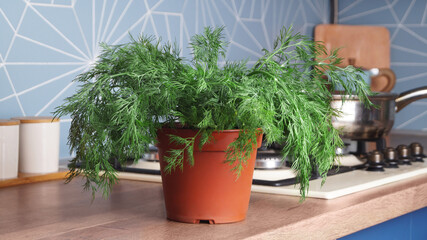 Fresh green dill growing in pot on countertop in kitchen