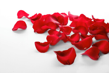 Fresh red rose petals on white background