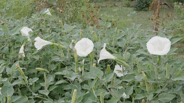 White thorn apple flowers swaying in the breeze. Datura flowers, a poisonous and toxic herb. Trumpet flowers.